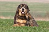 DOGUE DU TIBET 305
